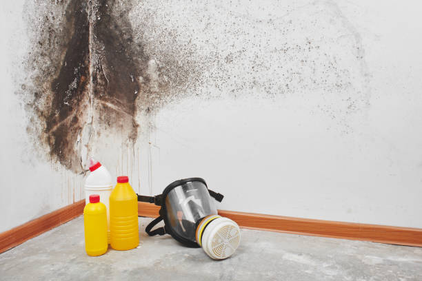 Best Kitchen Mold Remediation in Roxana, IL