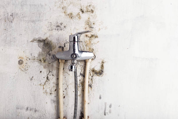 Best Basement Mold Remediation in Roxana, IL