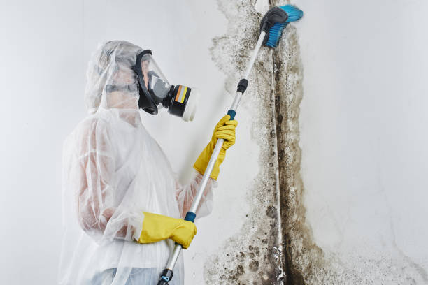 Best Residential Mold Remediation in Roxana, IL