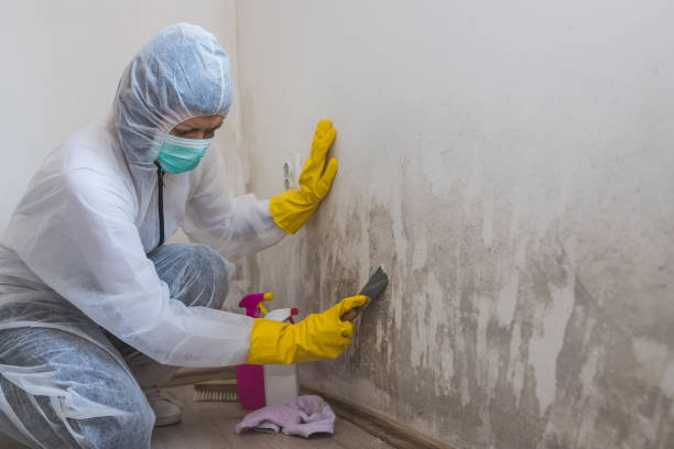 Best Residential Mold Remediation in Roxana, IL