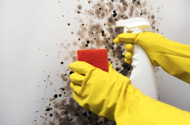 Professional Mold Remediation in Roxana, IL