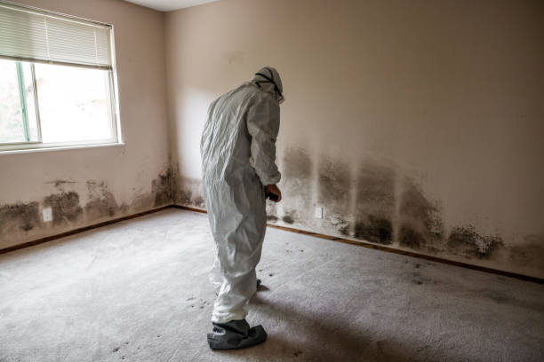 Best DIY Mold Remediation Support Services in Roxana, IL