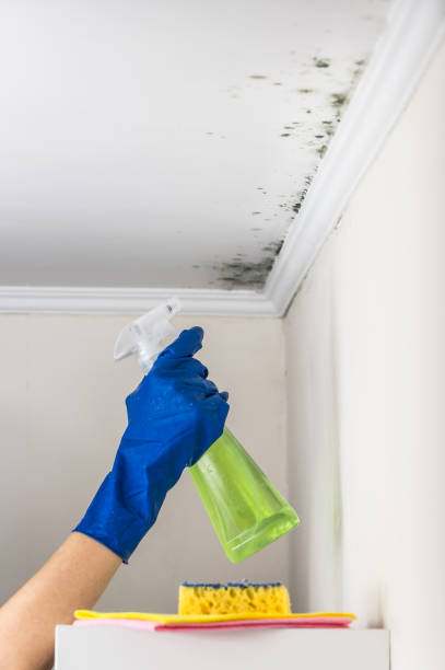 Best HVAC Mold Remediation in Roxana, IL